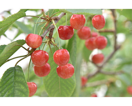 【予約】山形県産 さくらんぼ紅秀峰 約500g×1 ※出荷時期:6月中旬~7月上旬