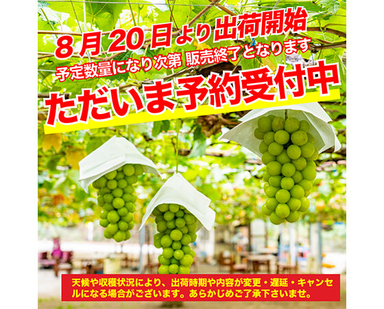 【予約】山梨県笛吹市産!シャインマスカット 500g~700g×2房