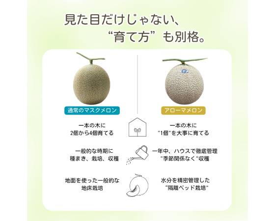 【白級】静岡マスクメロン(アローマメロン)1玉 1.8kg〈化粧箱付〉