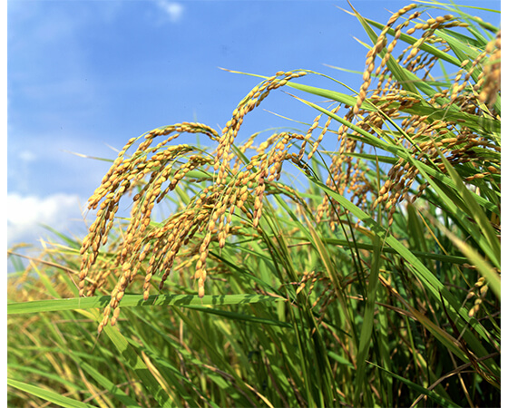 秋田県産特別栽培米あきたこまち 3kg