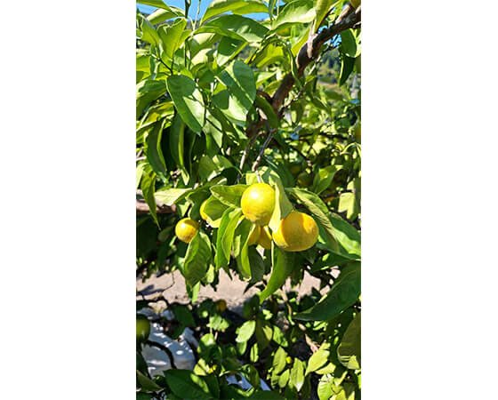 【予約】天下糖一 3kg ※出荷時期:1月下旬~2月中旬