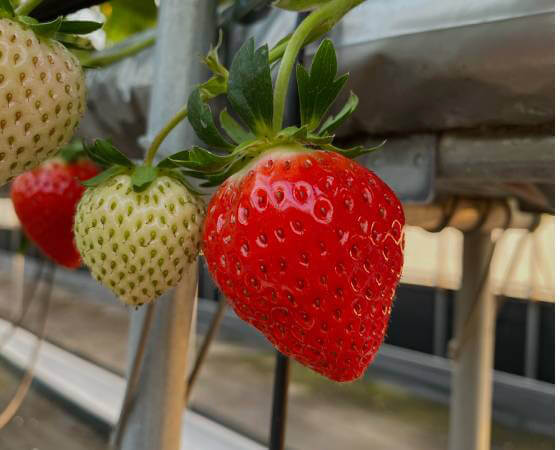 【予約】さぬきひめ 750g(24~36個) いちご ※出荷時期:1月中旬~1月下旬