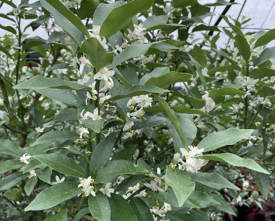 【予約】完熟きんかん「たまたま」1kg ※出荷時期:1月下旬~2月中旬