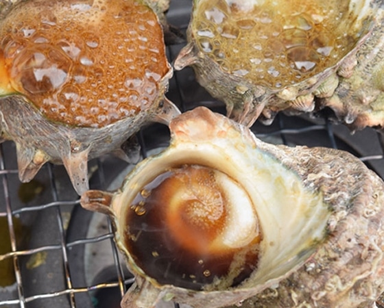 長崎産天然サザエ(特大)1.2kg