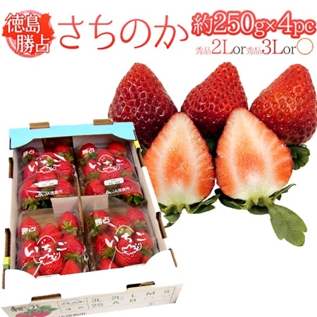 徳島県勝占産 ”さちのか” 2Lor3Lor大粒○ 約250g×4pc いちご【予約 12月~4月】