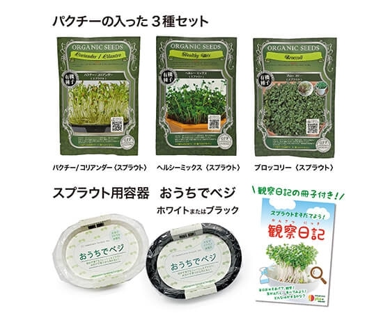 【おうちで育てる】ステイホームの自由研究パクチーの入った3種セット