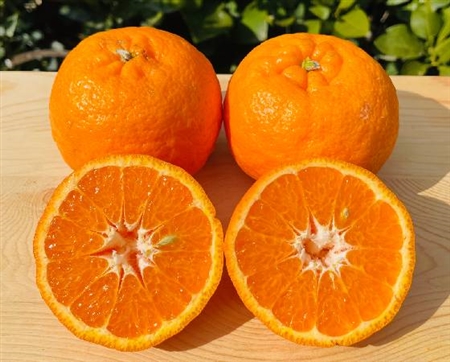 ポンカン 5kg【みかんのみっちゃん農園】