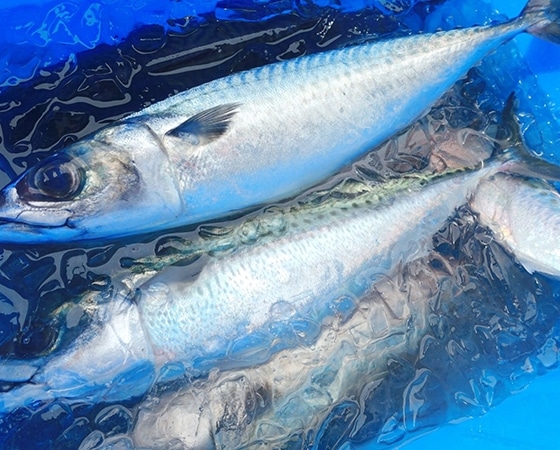 <お気軽コース> シェフたちが続々指名買い。研究者から漁師になった銭本慧さんの「伊奈のマサバ」
