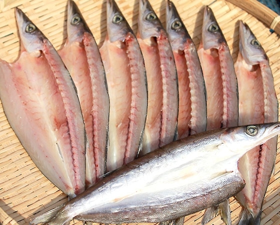 カマスの開き特大8枚セット