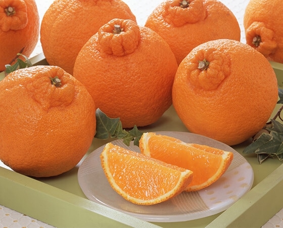 【予約】デコポン 1.5kg(5~9個) ※出荷時期:2月中旬~下旬