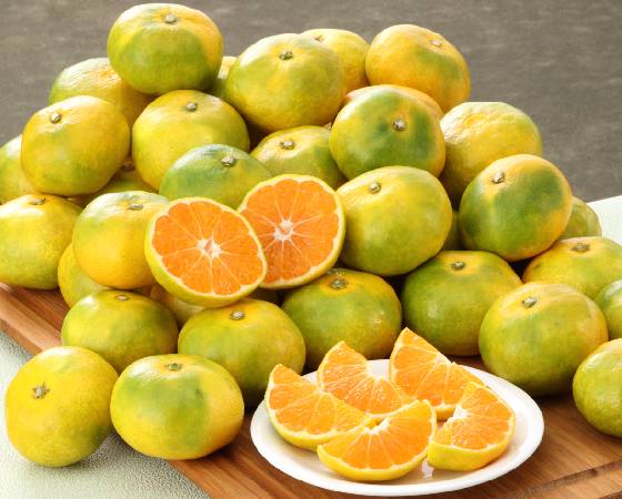 【予約】南国の陽蜜 2.5kg ※出荷時期:10月上旬~10月中旬