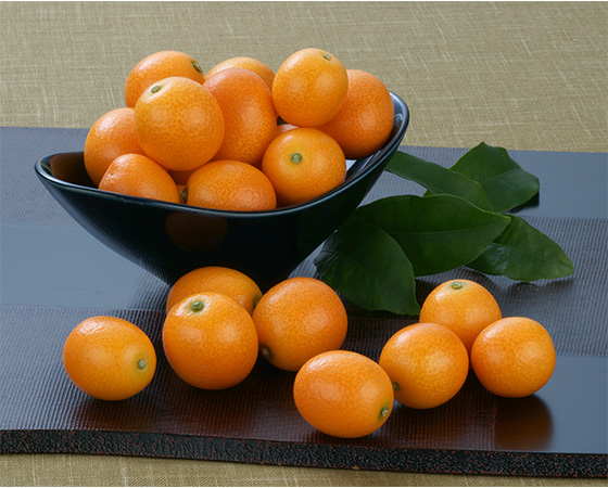 【予約】完熟きんかん「たまたま」1kg ※出荷時期:1月下旬~2月中旬