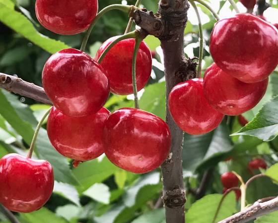 【予約】農林水産大臣賞受賞 山形県産 さくらんぼ 秀品 Lサイズ以上 600g