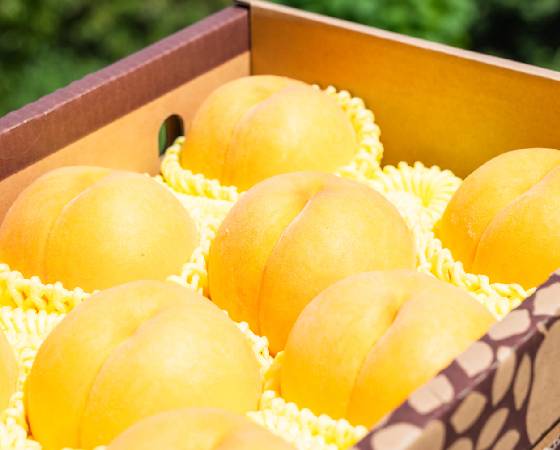 【予約】山形県産 硬い黄桃 秀品 約3kg　※出荷時期：9月10日～10月上旬