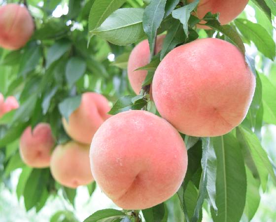 山梨県産　ピンク桃　2.4kg（9玉）　※出荷時期：7月上旬～7月下旬