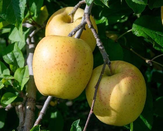 サンはるか　りんご・家庭用（5kg・30玉)【いっちゃん林檎農園】