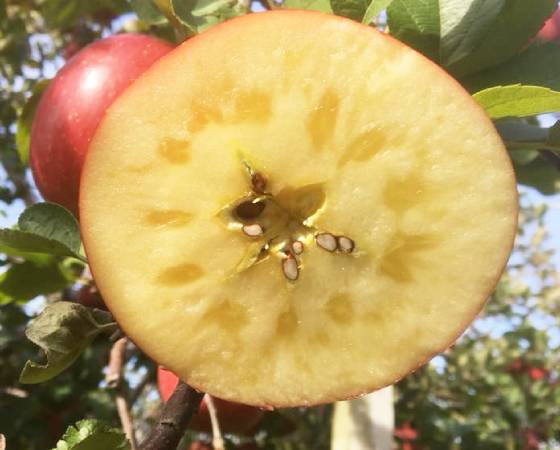 コスモふじ　りんご・家庭用（3kg・7～12玉)【いっちゃん林檎農園】