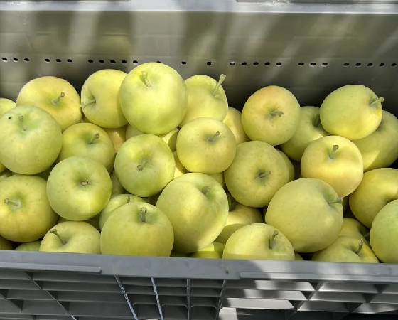【予約】メルシー　夏りんご　家庭用規格（3kg・7～12玉)【いっちゃん林檎農園】　※出荷時期：8月上旬