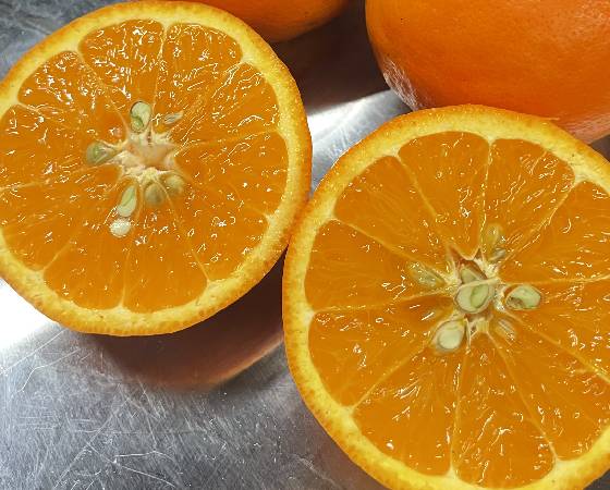 みかんのみっちゃん農園　セミノールオレンジ 10kg