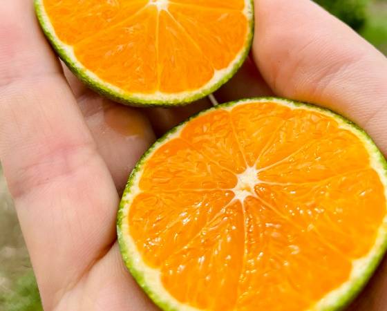 不意打ちみかん　5kg(65個前後）　【みかんのみっちゃん農園】