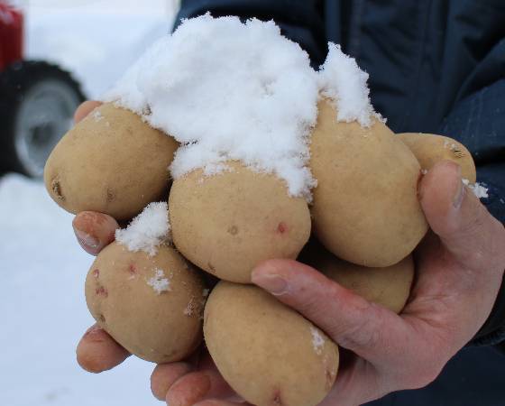 【予約】雪室じゃがいも　3種詰め合わせ 4.2kg　※出荷時期：2月上旬～