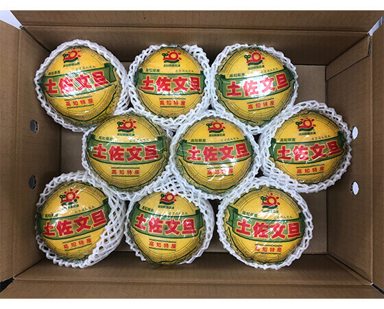 【予約】土佐文旦　5kg（7～16個）高知県産　※出荷時期：2月上旬～3月上旬