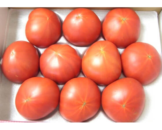 【予約】塩トマト（太陽の子セレブ）　800g（9～16個）※出荷時期：2月中旬～下旬