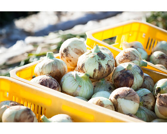 【予約】はるたま　3kg　静岡県産　※出荷時期：2月中旬～下旬