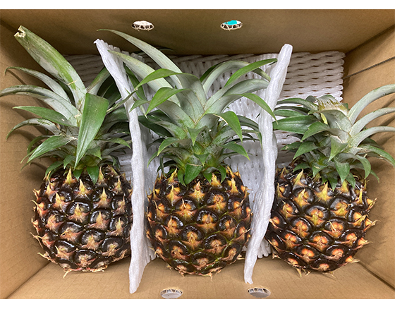 【予約】ピーチパイン 1.5kg(3個)　出荷時期：5月中旬～5月下旬