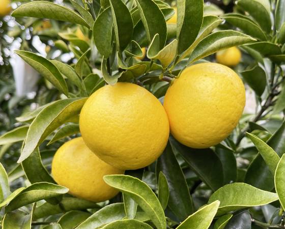 【予約】日向夏　2.2kg(11～13個)　JAみやざき ※出荷時期：3月中旬～下旬