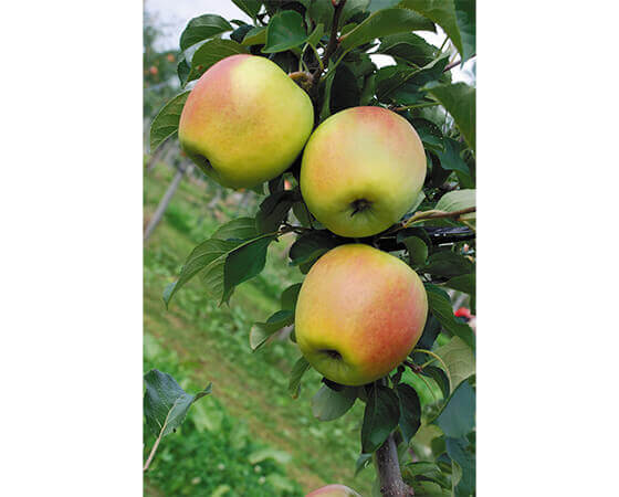 【予約】名月（蜜入りりんご）　2.7kg(7～12個)　※出荷時期：11月中旬～11月下旬