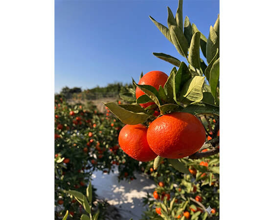 【予約】金時紅みかん　2.5kg(20～30個)　※出荷時期：12月中旬～12月下旬