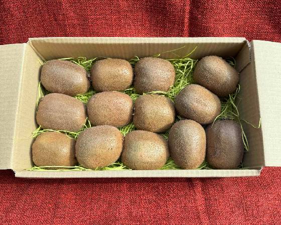  【予約】グリーンキウイフルーツ　1.5kg(12～15玉）ご家庭用　【青山キウイフルーツ農園】