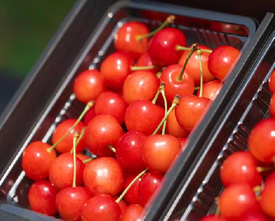 【予約】農林水産大臣賞受賞 山形県産 さくらんぼ 特秀品 Lサイズ以上 600g