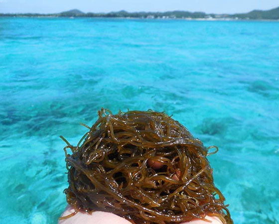 【予約】沖縄伊是名島産早摘み生もずく 500g×2個+もずくのタレ×1本セット