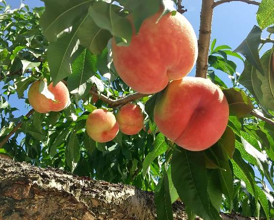 山梨県産　ピンク桃　2.4kg（9玉）　※出荷時期：7月上旬～7月下旬