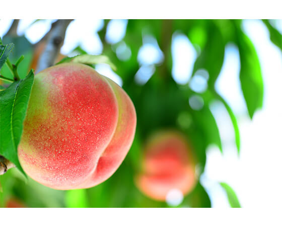 福島県産　ミスピーチ　桃　1.6kg（6玉）　※出荷時期：7月中旬～8月中旬