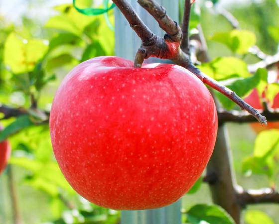 美紅　りんご・家庭用（3kg・6～9玉)【いっちゃん林檎農園】