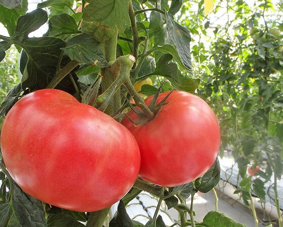 【定期便】明野九州屋ファームトマトセット　2kg