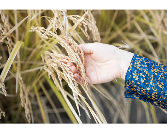 令和4年度産米　長崎県認定特別栽培米にこまる　宮下さんちのおいしいお米　5kg