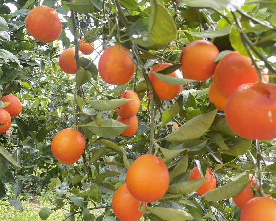 みかんのみっちゃん農園　セミノールオレンジ 10kg