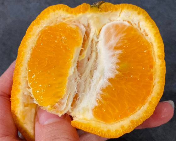 ポンカン 3kg【みかんのみっちゃん農園】