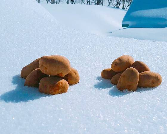 【予約】雪室じゃがいも　3種詰め合わせ 4.2kg　※出荷時期：2月上旬～