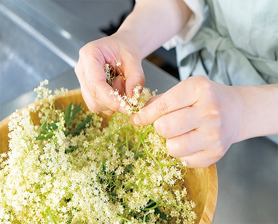 【生活の木】ハーブコーディアル　有機イングリッシュエルダーフラワー