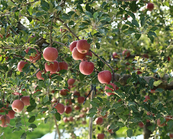 【予約】訳あり　ふじりんご　山形県産　約5kg(玉数指定なし)　※出荷時期：10月中旬～11月中旬