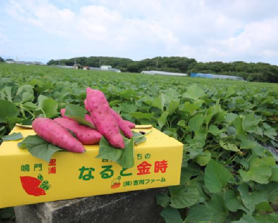 吉岡さんちのなると金時(土付き）3kg+干し芋”極干”セット