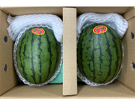 【予約】うり坊すいか 3.5kg(2玉)　出荷時期：5月中旬～5月下旬