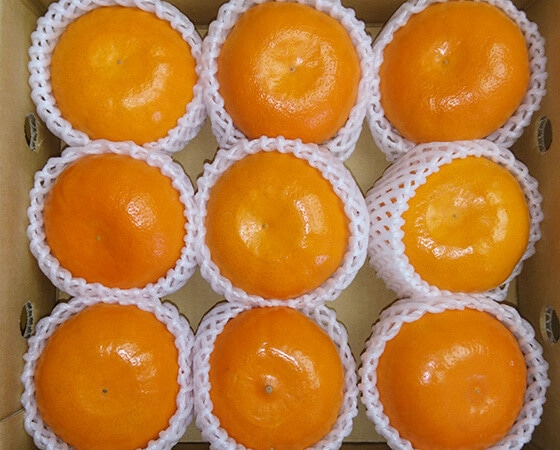 【予約】はまさき　1.8kg(8～12個)　※出荷時期：2月中旬～3月中旬