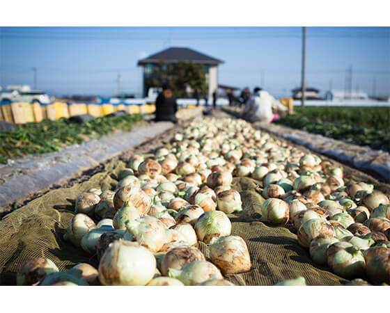 【予約】はるたま　3kg　静岡県産　※出荷時期：2月中旬～下旬