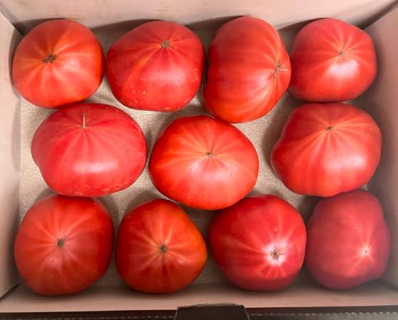 【予約】ブリックスナイン　800g(8～20個)　※出荷時期：3月下旬～4月下旬